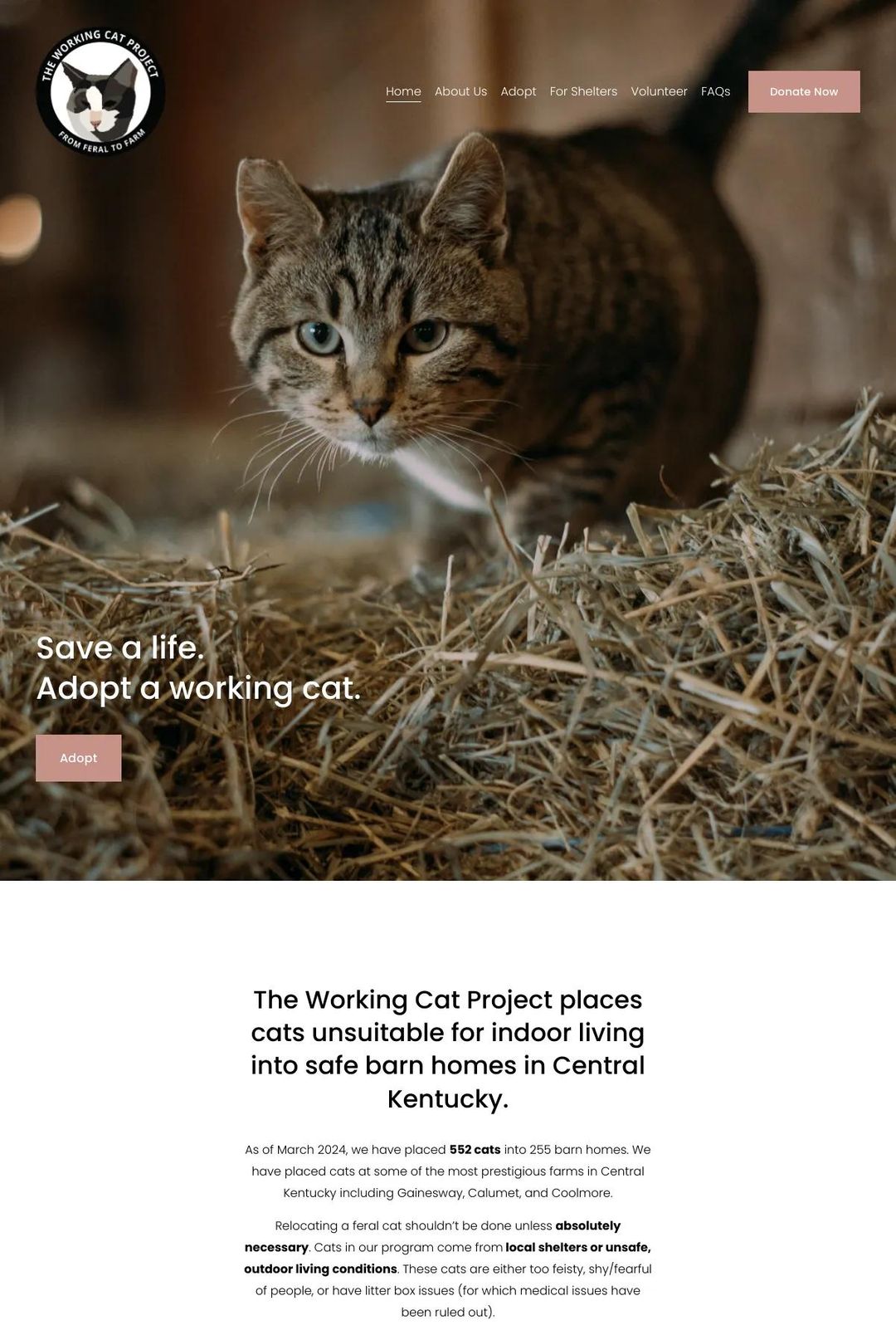 Screenshot 1 of The Working Cat Project (Example Squarespace Nonprofit Website)