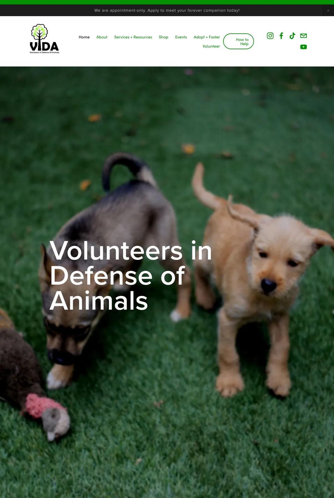 Screenshot 1 of Volunteers in Defense of Animals (Example Squarespace Nonprofit Website)
